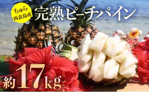2025年 先行予約 ピーチパイン 約17kg 18玉～26玉 ちゅら西表島産!! ゆたか農園 完熟 パイン 果物 フルーツ パイナップル