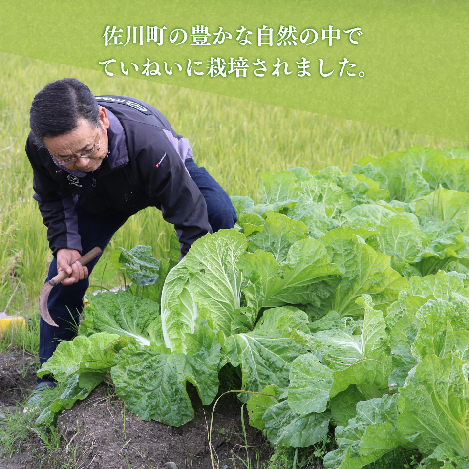＜2026年12月以降にお届け＞【佐川町産 白菜 2～3株（約5kg）】 高知 新鮮 野菜 お鍋 シチュー 事前予約受付中