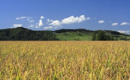 令和5年産【精白米】5つ星お米マイスターの契約栽培米食べ比べ25kgセット(ゆめぴりか5kg・ななつぼし5kg・ふっくりんこ5kg・おぼろづき5kg・きたくりん5kg)【39104】