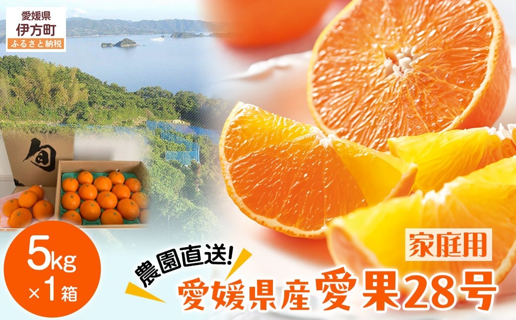 
            【先行予約】【数量限定】＼農園直送／愛媛県産 愛果28号（家庭用） 5kg×1箱（サイズ混合）（2025年12月中旬より順次発送） 【 ふるさと納税 人気 おすすめ ランキング 柑橘 みかん ミカン 蜜柑 愛果28号 紅 まどんな と同品種 果物 フルーツ 家庭用 岡市農園 愛媛県産 愛媛県 伊方町 送料無料 】IKTV005
          