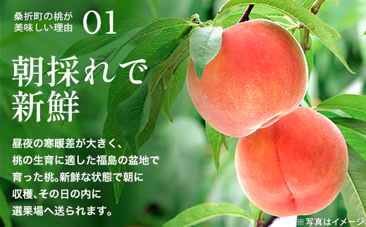 もも【だてか白桃・2026年産】特秀3kg（8～11玉）桑折町振興公社　桃　【07301-0180】