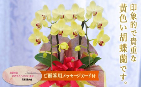 胡蝶蘭 ザルツマン 2本立ち【メッセージカード付】 還暦 お祝い 当選 就任　開業 新築　長生き　母の日　父の日 商売繁盛　記念　お歳暮　お中元 お花 贈り物 プレゼント ギフト こちょうらん F20E-413
