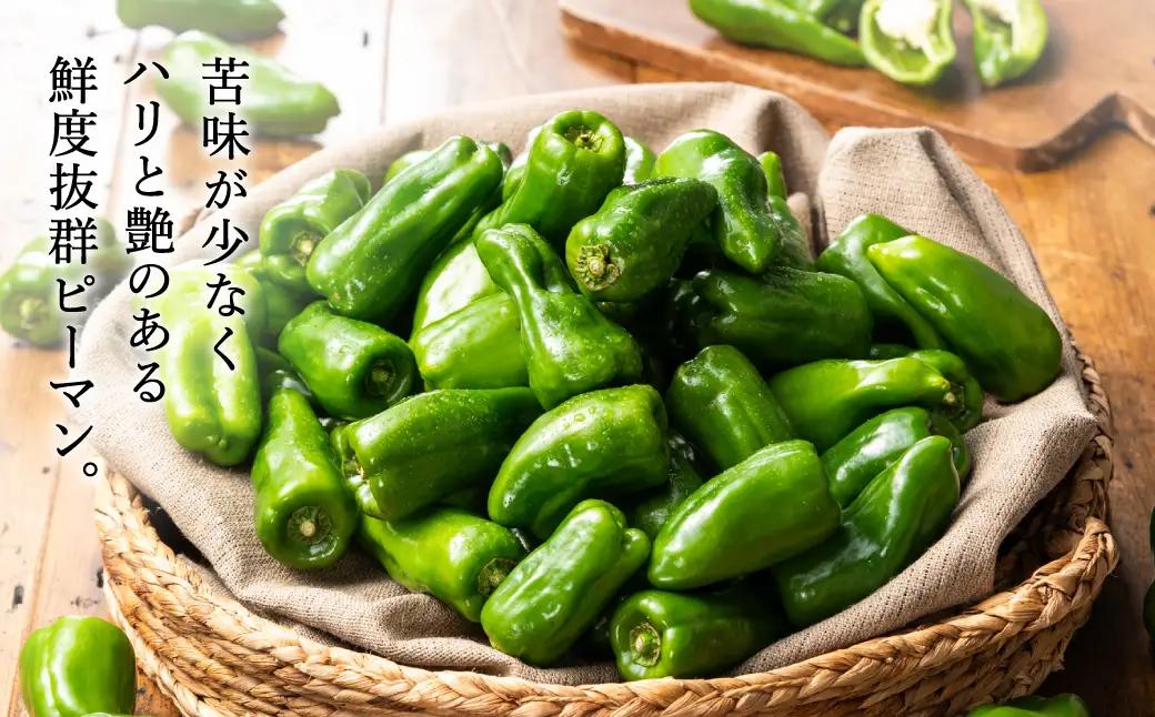 たじまピーマン 約4.5kg【数量限定】