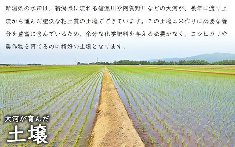 こしひかり 新潟産コシヒカリ 5kg 米 お米 こめ コメ ごはん 