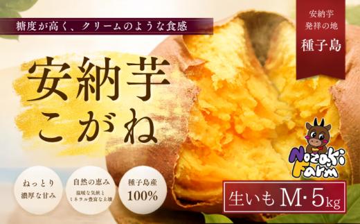 【 先行予約 】 種子島 野﨑ファーム 安納いも ( こがね )  M サイズ 5kg　NFN657【300pt】// 安納芋 本場  糖度 熟成期間 G.I 保護制度 ブランド  生いも 芋 いも さつまいも