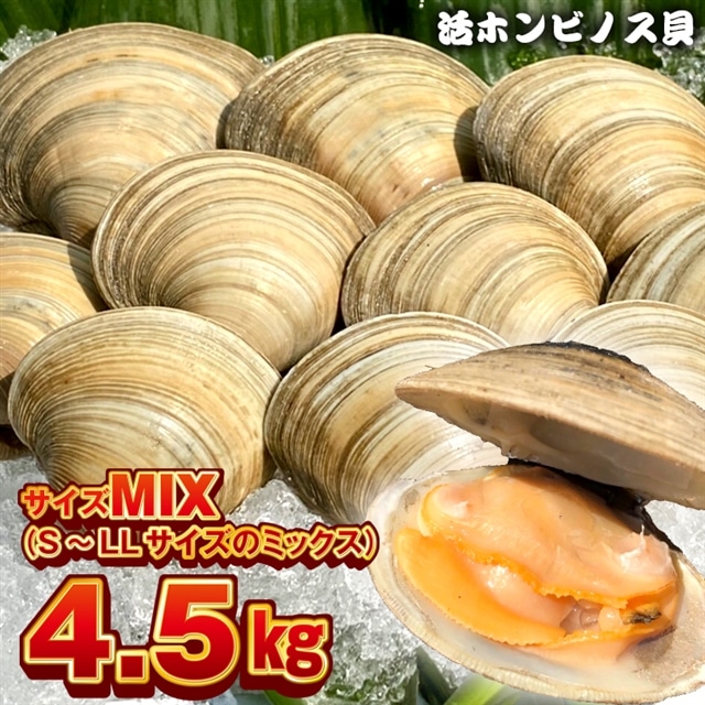 BK-9MIXbz 漁師直送！活ホンビノス貝4.5kg（サイズミックス）
