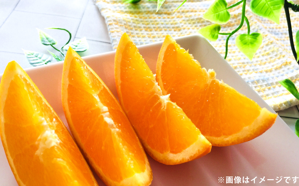 ポンカン 約10kg 柑橘 みかん ミカン 蜜柑 果物 フルーツ デザート 【2026年2月上旬-3月下旬発送予定】