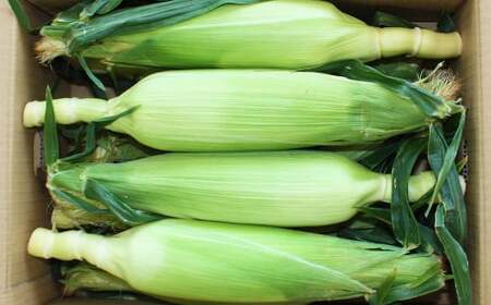 熊本県産 スイートコーン 約3.5kg 【2026年5月下旬発送開始】 野菜 やさい とうもろこし トウモロコシ コーン 国産