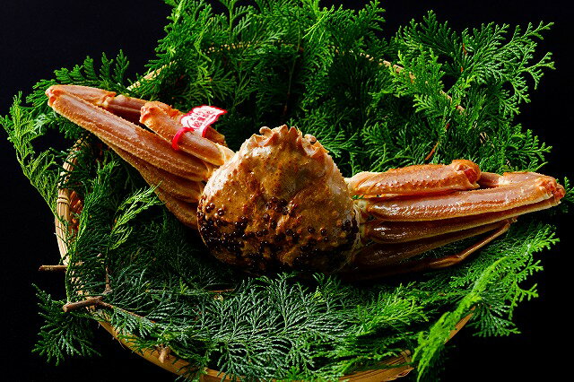 【ふるさと納税】94.鳥取県産　タグ付き活松葉がに　1.2kg以上　1枚