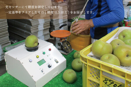 【先行予約】【数量限定】仁平果樹園の梨 「にっこり」5kg (5個～12個) (10月中旬より順次配送) | 果物 新鮮 フルーツ ギフト 梨 ナシ 益子町産梨 甘い あまい 糖度11.5以上 糖度保