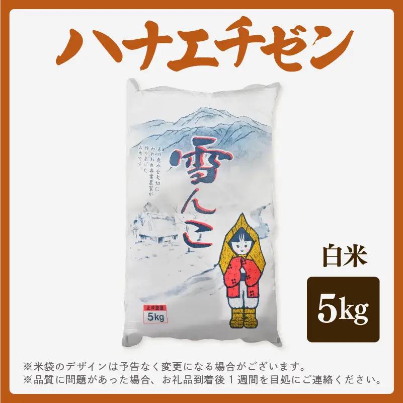 【先行予約】【令和8年産・新米】ハナエチゼン 5kg【白米】【2026年10月中旬以降順次】【 華越前 人気品種 玄米 福井県ブランド】 [e26-a014_01]