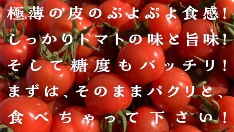 プチぷよミニトマト 合計 約1kg （約200ｇ × 5パック） トマト ミニトマト プチぷよ フルティカ アイコ 華クイン 新鮮 美味しい 野菜