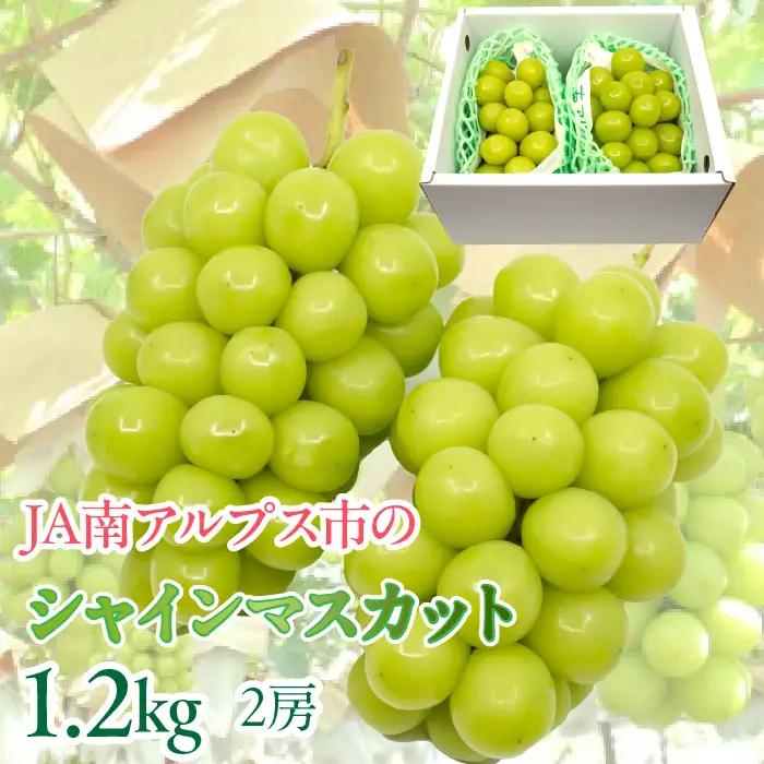 2023年発送 絶品南アルプス市産 シャインマスカット 約1.2kg