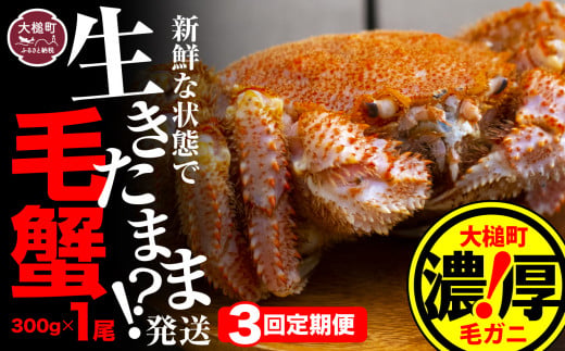 【3回定期便】三陸産！活毛ガニ  300g相当×1杯【08】【2027年2月～4月発送】【配送日指定不可】