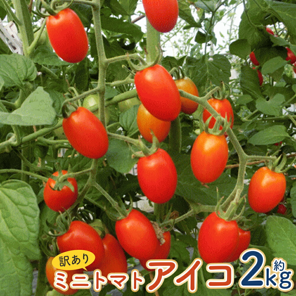 【ふるさと納税】訳あり ミニトマト アイコ 約2kg 野菜 トマト ご家庭用 二戸市産 岩手県産 冷蔵 送料無料 【2025年7月中旬～8月下旬に順次発送予定】