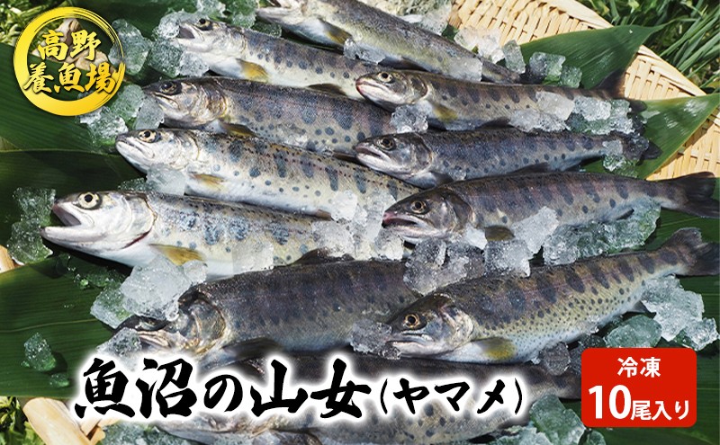 
[№5762-0410]魚沼の山女（ヤマメ）冷凍10尾入り
