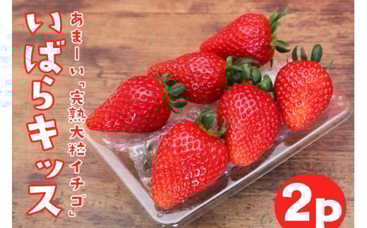 【2026年先行予約】完熟大粒いちご 「 いばらキッス 」2p 計 540g 完熟 いちご 2パック 甘い 高糖度 春 苺 旬 フルーツ 果物 デザート ギフト 贈答用 国産 朝採れ 新鮮 産地直送 茨城県 石岡市 (A31-007)