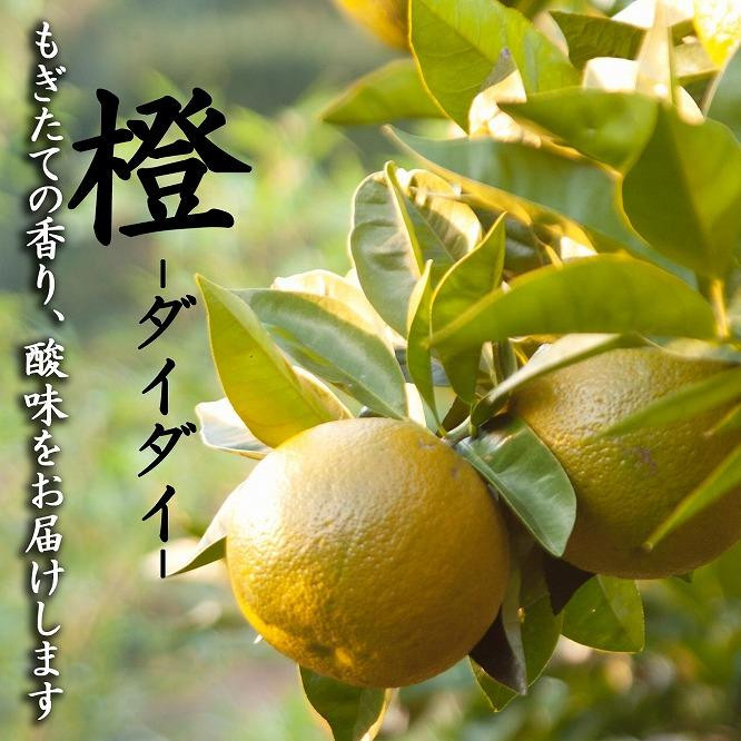 
橙(だいだい)10kg箱(9.5キロ入り)海鮮・手作りポン酢・お酒にもおすすめ！昔ながらのみかん鈴木農園より産地直送《11月・12月・1月発送》｜青ダイダイ 黄ダイダイ 赤ダイダイ ぽん酢 ダイダイ酢
