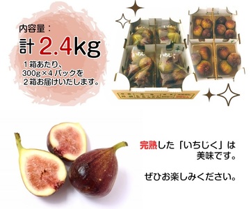 SA2543　ハウス栽培 いちじく　約2.4kg(300g×4パック入 2箱)