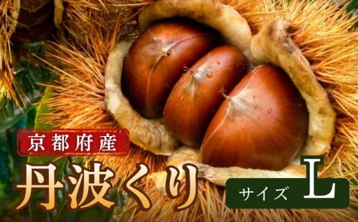 【先行予約】 2026年度産 京都府産 丹波くり 1kg Lサイズ 栗 大粒 秋 旬 味覚 くり 国産 丹波ぐり 丹波くり 生栗 生ぐり 和栗 生くり 京都 京都府 JA JA京都 丹波栗