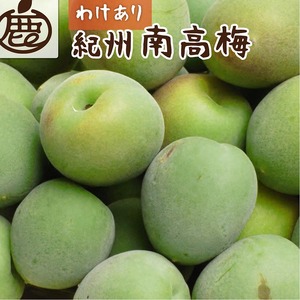 ＜6月発送＞ 家庭用 紀州南高梅(青梅)10kg+300g（傷み補償分）｜朝摘み・とれたて直送便 梅干し・梅酒・梅ジュース 和歌山産 ※北海道・沖縄・離島への配送不可 ※2024年6月上旬～6月下旬頃