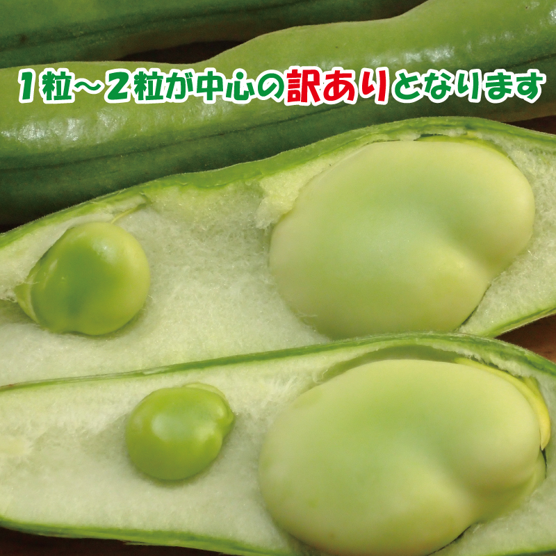 【期間限定】 訳あり そら豆 約1.5kg ( 訳あり 野菜 ソラマメ そらまめ 旬の野菜 松山 愛媛県 )