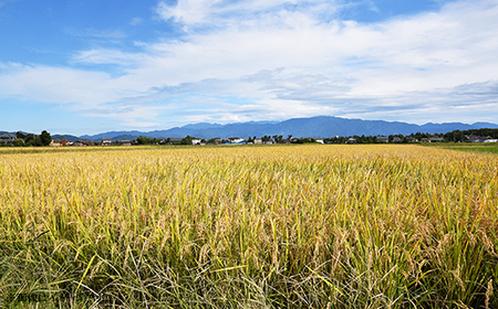 新潟県聖籠産【新之助】精米5kg