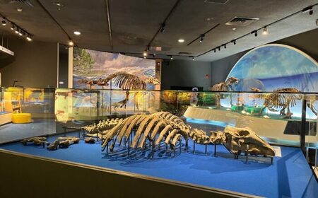 瑞浪市化石博物館パレオパラドキシア新コーナー、学芸員の解説付き見学ツアー(4名)【1502732】
