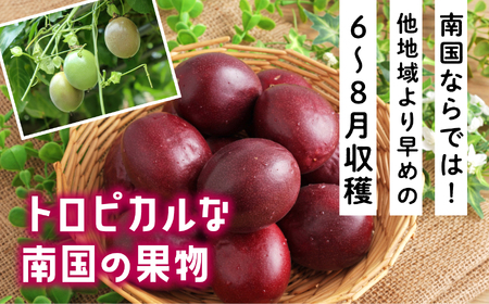 《先行予約 令和7年度》 種子島産パッションフルーツ 1ケース ( 12個入り )  パッションフルーツ 果物 フルーツ 食品 グルメ お取り寄せ お中元 人気 おすすめ 返礼品 南種子町 鹿児島 か