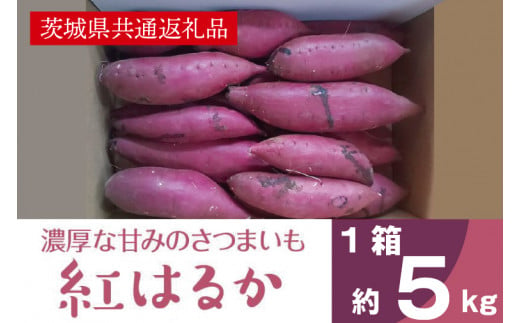 濃厚な甘みさつまいも 紅はるか5kg（茨城県共通返礼品・行方市産）(AK201)