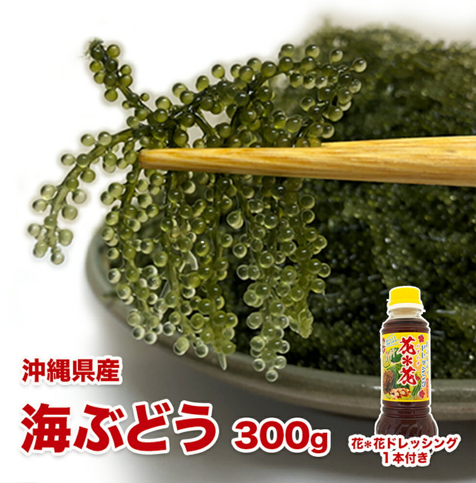 【ふるさと納税】新鮮！海ぶどう300g