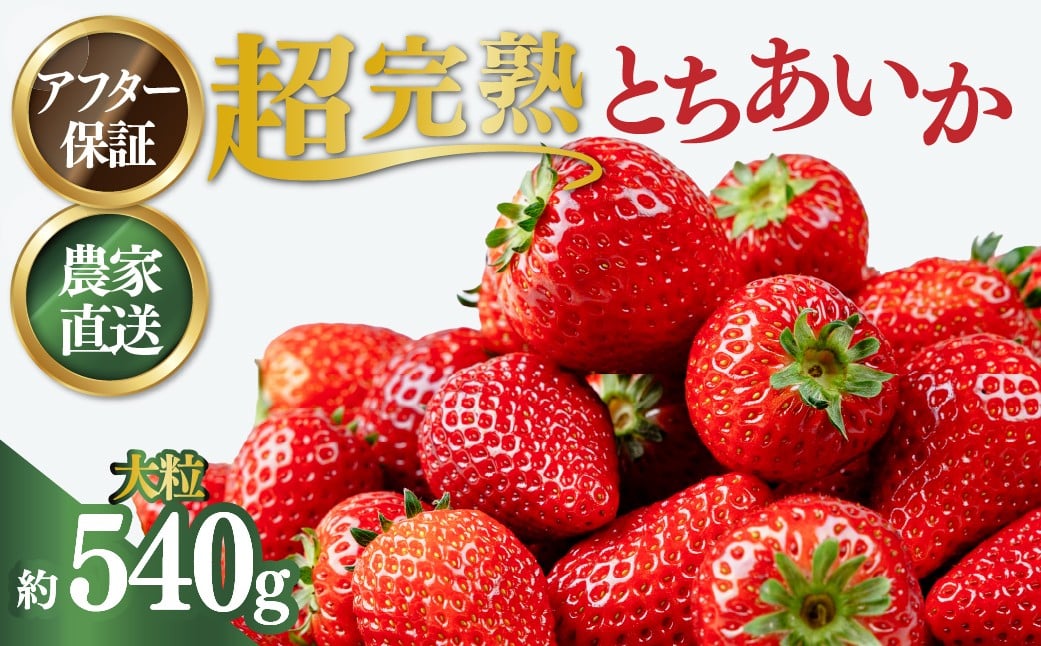 
            【年内発送】いちご 小島さんちの 完熟 とちあいか 大粒 約270g × 2パック 合計 約540g | 12月発送 いちご イチゴ 苺 とちあいか 完熟 甘い あまい 大粒 果物 フルーツ くだもの 旬 産地直送 栃木県産 小島いちご園 栃木県 茂木町
          