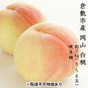 【ふるさと納税】桃 2024年 先行予約 白桃 約2kg（5～8玉）晩生種 もも モモ 岡山県 倉敷市 産 国産 フルーツ 果物 ギフト 花田青果　果物・もも・桃・フルーツ　お届け：2024年7月下旬～2024年9月中旬