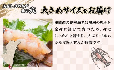 KU068  【先行予約】＜数量限定＞宮崎県串間産伊勢エビ(計約1kg・2～4匹) 【豊漁丸】