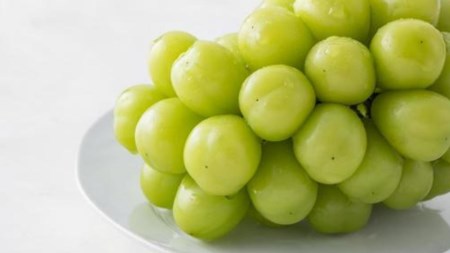【 桐箱入り 】 シャインマスカット 1房 と ナガノパープル 1房 【2026年8月から発送開始】（茨城県共通返礼品 [ぶどう]：結城市産）