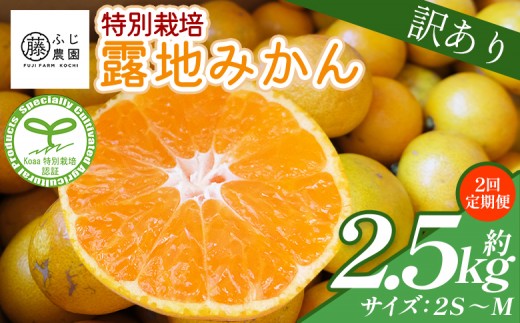 
                  【2回定期便】ふじ農園の露地みかん 訳あり品 2.5kg(2S～M) 国産 小玉 蜜柑 ミカン 柑橘 果物 フルーツ 訳アリ ご家庭用 自宅用 ふじ農園 高知県 香南市 Wfn-0019
                
