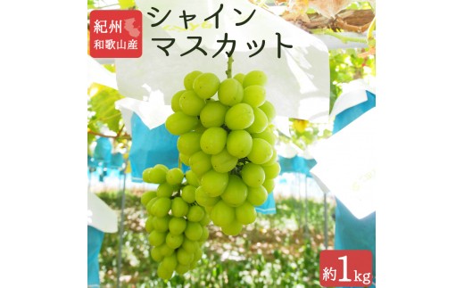 
            紀州和歌山産 シャインマスカット 約1kg ※2026年8月中旬頃〜2026年9月上旬頃に順次発送 ※日付指定不可 ぶどう ブドウ 葡萄 マスカット 果物 くだもの フルーツ 人気【uot782】
          