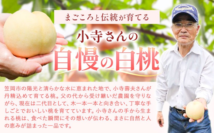 小寺さんの旬の白桃 2kg 6～9玉 小寺壽夫 《7月-8月頃出荷》 岡山県 笠岡市 岡山県産 モモ 果物 フルーツ もも 桃 選べる 品種 白桃 白鳳 清水白桃 岡山夢白桃 白麗 白露 紅清水 川中島白桃 なつおとめ 加納岩 浅間白桃 白皇 白桃---K-29---
