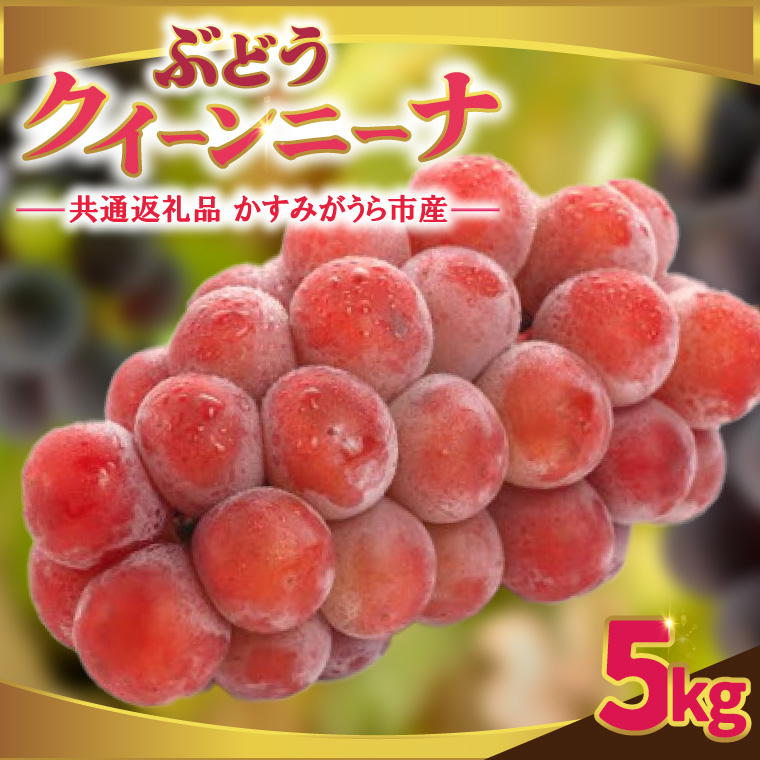 クインニーナ 約5kg ＜2026年9月より順次発送＞ (県内共通返礼品:かすみがうら市産)  フルーツ 果物 ぶどう (BR161)