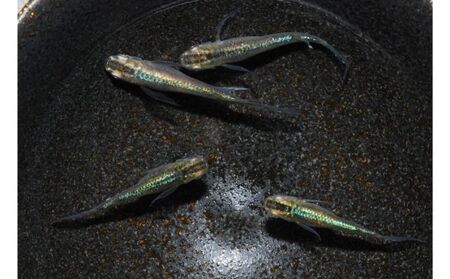 メダカ「松井ヒレ長　緑光」4匹セット