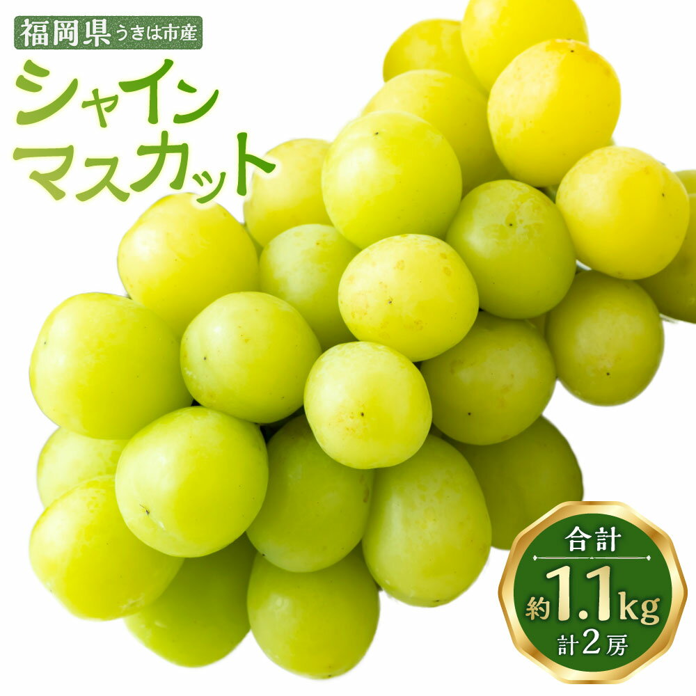 【ふるさと納税】【先行予約】龍頭農園 シャインマスカット 2房 （約1.1kg） 【2026年9月上旬～9月下旬より順次発送予定】 マスカット ぶどう ブドウ 葡萄 果物 フルーツ 冷蔵 送料無料 福岡県 うきは市