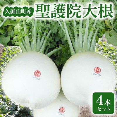 
                  京都府久御山 聖護院大根(淀大根)4本　おでんや煮物にぴったり【1658227】
                