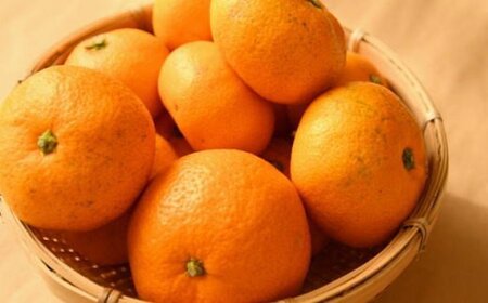 果物 くだもの フルーツ 蜜柑 みかん / [訳あり規格]和歌山有田みかん10kg（S～Lサイズおまかせ）※2024年11月中旬～2025年1月中旬頃より順次発送【tec830】