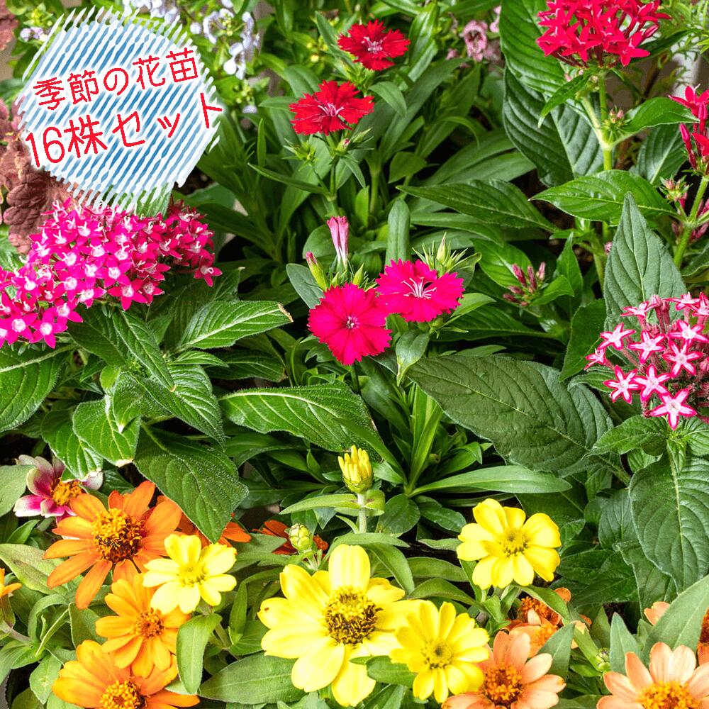 【ふるさと納税】 花苗 寄せ植え 16株 セット ガーデニング 母の日 父の日 プレゼント ギフト フラワーギフト 花 静岡 沼津