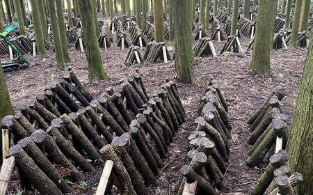 原木乾燥しいたけ 小袋セット 210g（70g×3袋） 乾燥椎茸 椎茸 しいたけ きのこ 野菜 セット 熊本県 常温