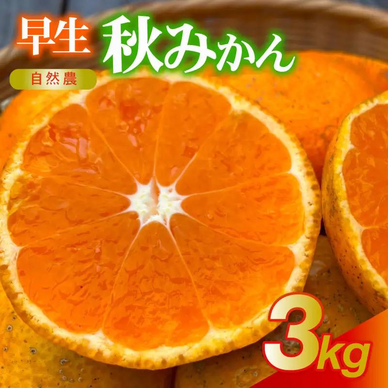 訳あり 早生みかん 早生 約3kg 秋 みかん