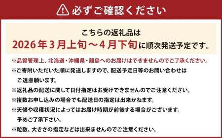 春のあまおう 2L・2A・G規格以上 約250～270g×4パック あまおう いちご イチゴ 苺 果物 くだもの フルーツ【2026年3月上旬～4月下旬発送予定】