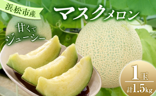 【2026年7月上旬より順次発送】静岡県浜松市産マスクメロン1.5kg×1個