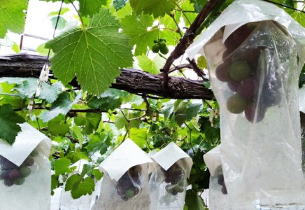 【予約受付】葡萄 ぶどう ブラックオリンピア 約1kg（2～3房）【2026年8月中に順次発送予定】【申し込みは7月下旬まで】