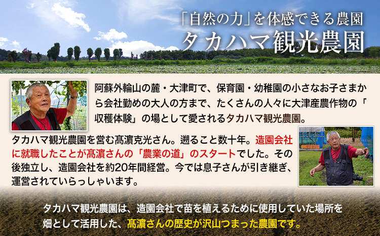 熊本県大津町産 タカハマ観光農園の太秋柿 約2.5kg《10月上旬-11月下旬頃出荷》---oz_thm_3_2500g---